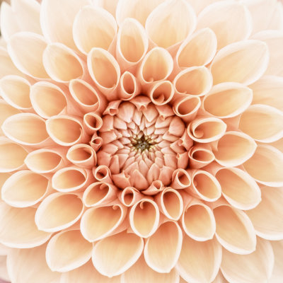 Orange Dahlia Macro - photographie sur toile tendue