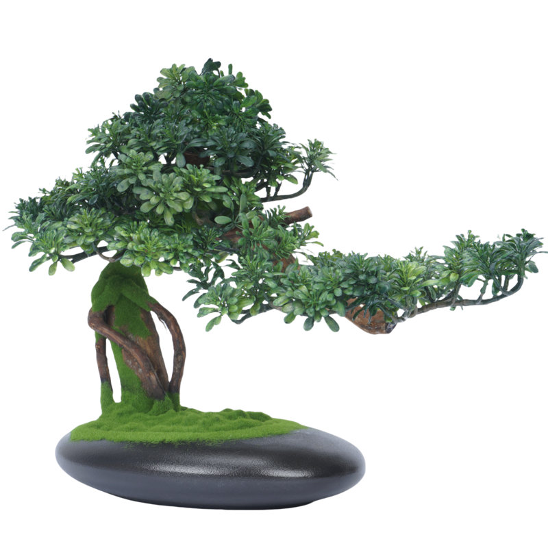 Plante de bonsaï 13,78 po