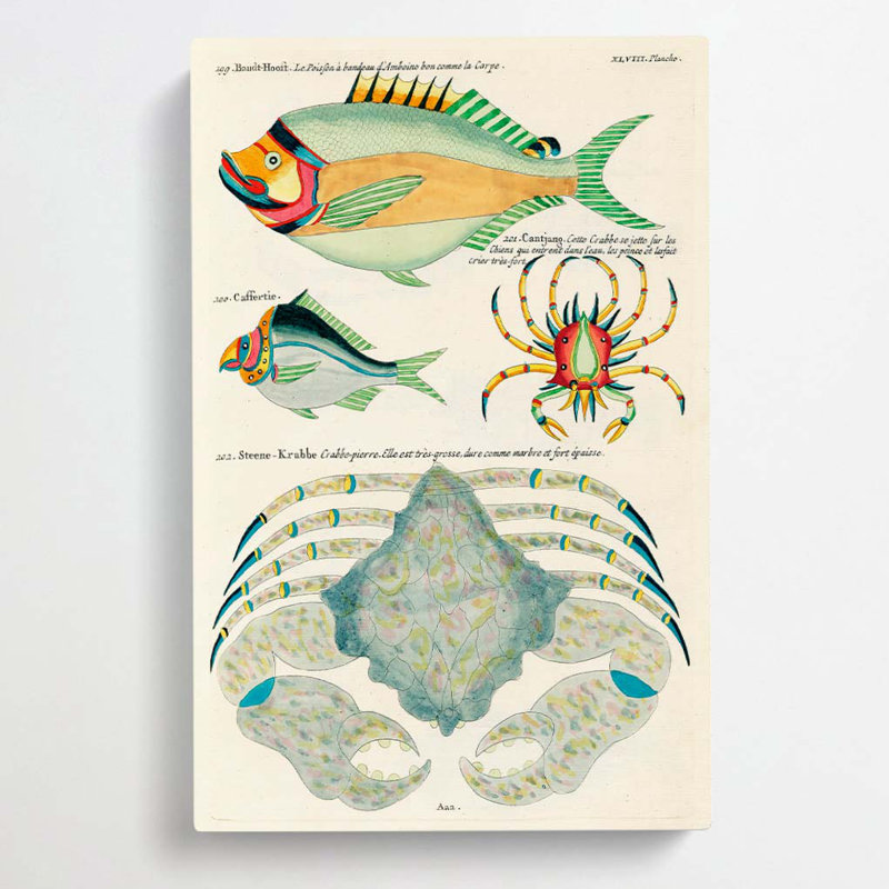 East Indies Fish & Crab Illustrations XLVIII by John Edward Gray - Wrapped Canvas, 76cm H x 50cm W x 3cm D