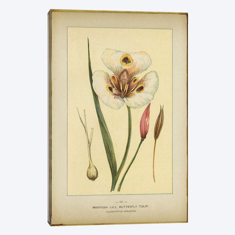 «Mariposa Lily», reproduction sur toile, H 12 po x l 8 po x P 0,75 po, Toile tendue, Pas de tapis