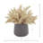 Pampas Arranged in Fiberstone Pot