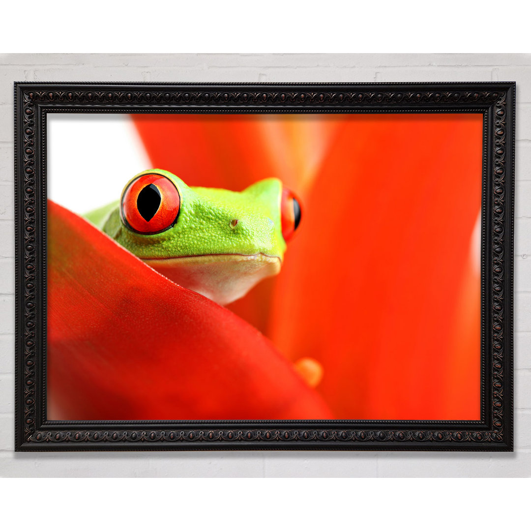 Red Leaf Frog - Einzelner Bilderrahmen Kunstdrucke