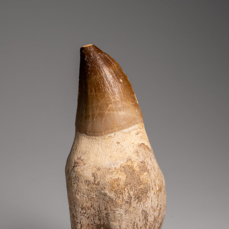 Genuine Mosasaur Tooth With Root From Morocco (133.9 Grams)