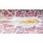 Tapis Red Barrel Studio® Imersion Deepa-1631336653