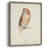 Tawny Owl Framed Print - Solid Wood-847941644
