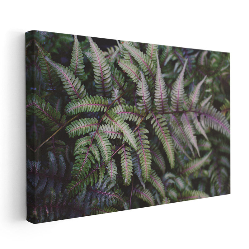 Funky Ferns IV - reproduction d'art sur toile, H 20 po x l 30 po