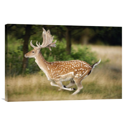 " Fallow Deerbuck Running, Walcheren Zeeland, Netherlands "