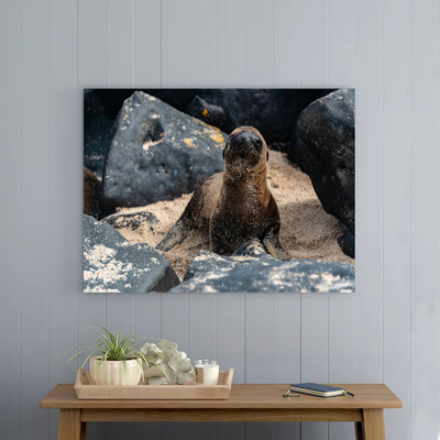 Seal on a Beach