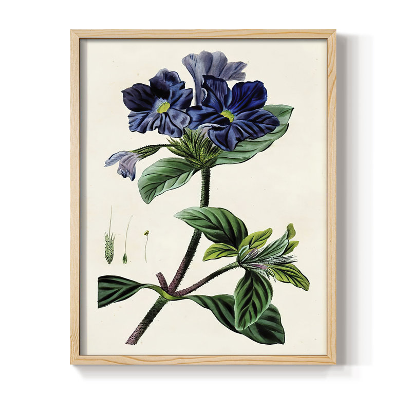 AntiqueFloralFolioIV Framed Print - Solid Wood