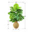 Monstera 36 po dans une urne de panier tissée