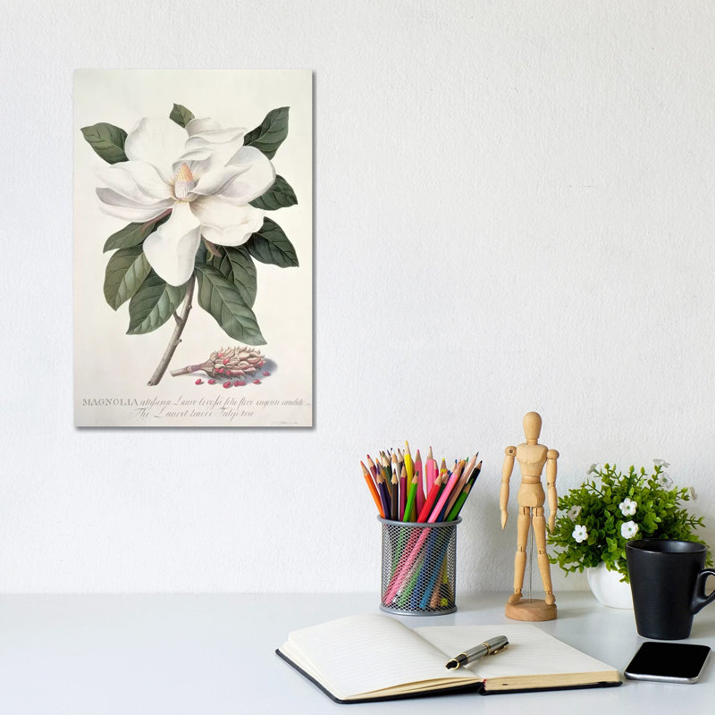 «Magnolia» par Georg Dionysius Ehret, impression sur toile tendue, H 12 po x l 8 po x P 0,75 po