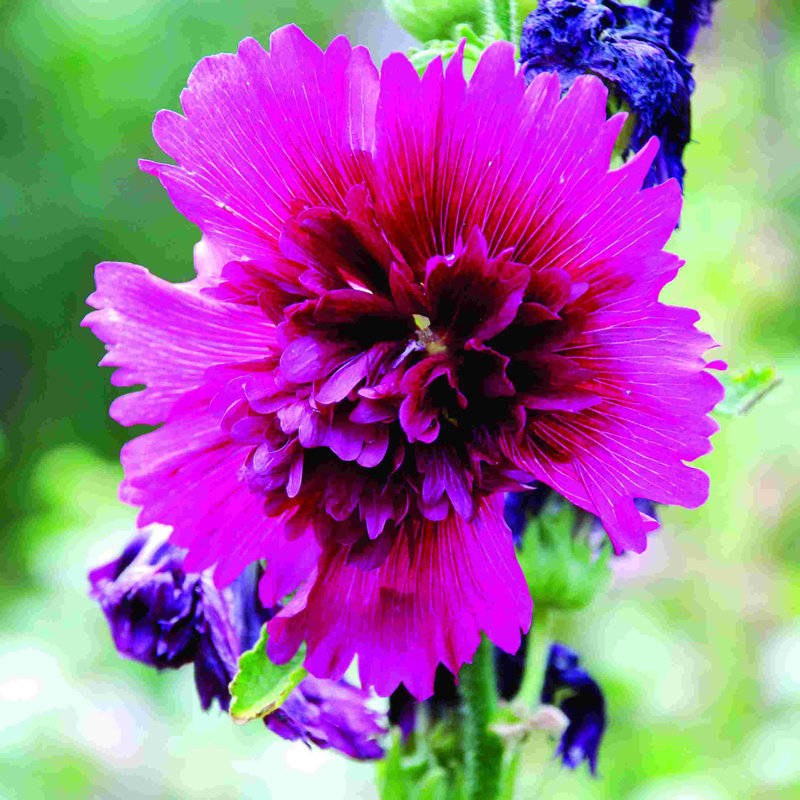 Fleur mauve - photographie sur toile tendue, H 36 po x l 36 po