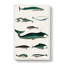 Various Whales XXX by Oliver Goldsmith - Wrapped Canvas Painting-55370015