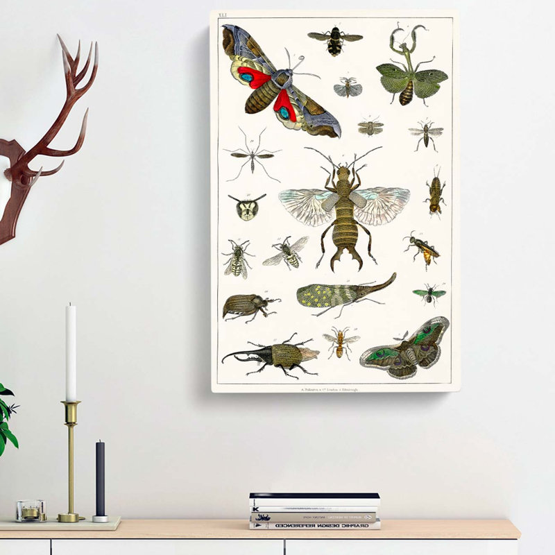 Various Insects by Oliver Goldsmith - Wrapped Canvas, 50cm H x 35cm W x 3cm D