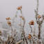 In The Details II Print by Annie Spratt-34389214