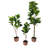 Faux Fiddle Leaf Fig Plant in Basket-172315187