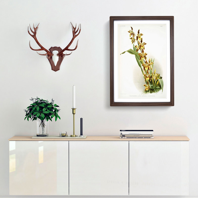 Magnolia Flowers Illustration Tab.84 by Frederick Sander - Picture Frame Art Print, Walnut, 60cm H x 40cm W x 2cm D