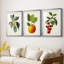 Feuillage antique et fruit VI - reproduction sur mesure encadrée de qualité supérieure - 3 pièces