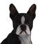 Dog Boston Terrier Statue