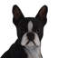 Statue de chien terrier de Boston
