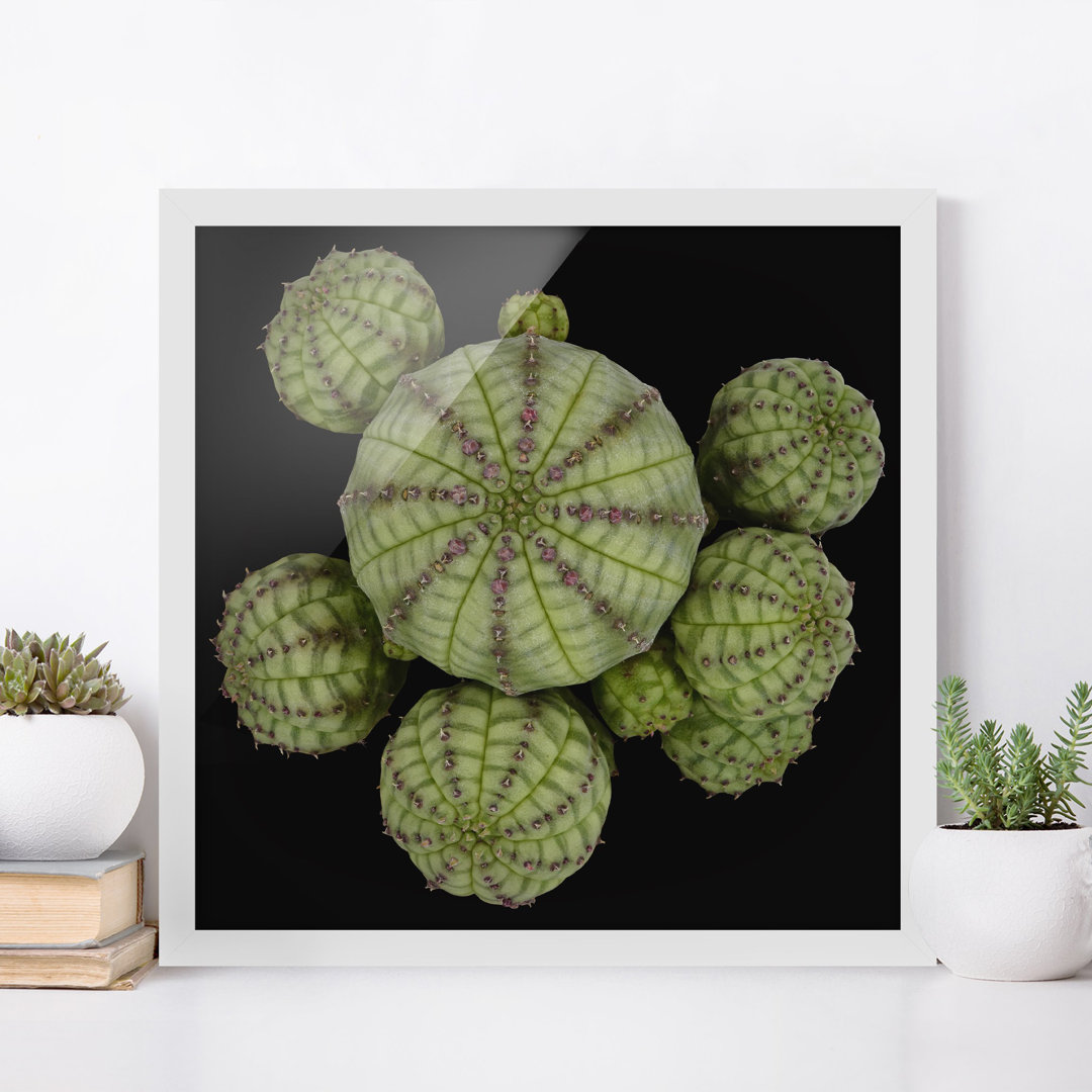 Bild mit Rahmen - Euphorbia - See-Urchinacea - Quadratisch 1:1 - A