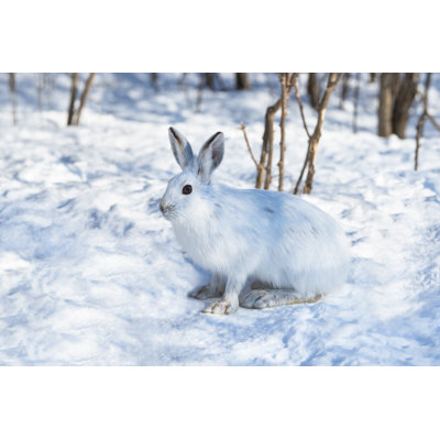 " White Snowshoe Hare On Snow "