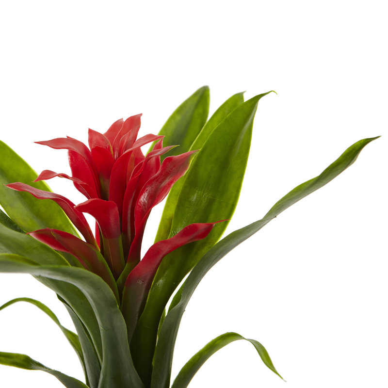 Tiges de bromeliad, Rouge