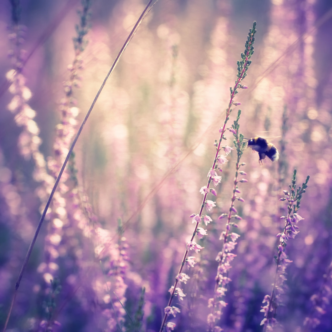 Bumblebee In Heather von Rike - Leinwandbilder