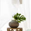 Acorn Planter-25159529
