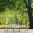 Trees In A Summer Forest-88769707