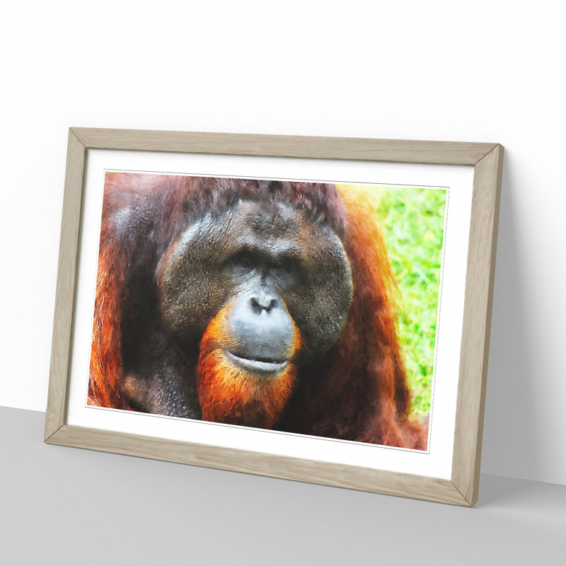Orangutan Monkey Vol.1 - Framed Print, 27cm H x 36cm W x 2cm D, Oak Framed