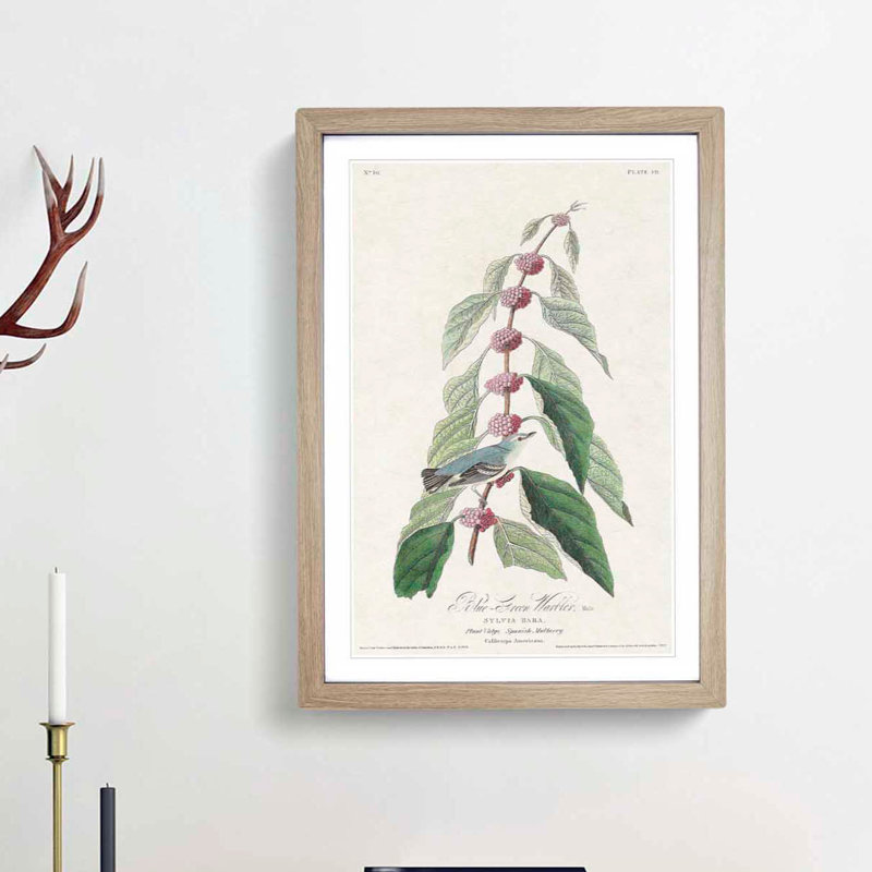 Blue Green Warbler Bird by John Audubon - Framed Print, Oak Framed, 48cm H x 36cm W x 2cm D