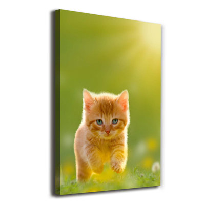 Red Cat - Wrapped Canvas Print