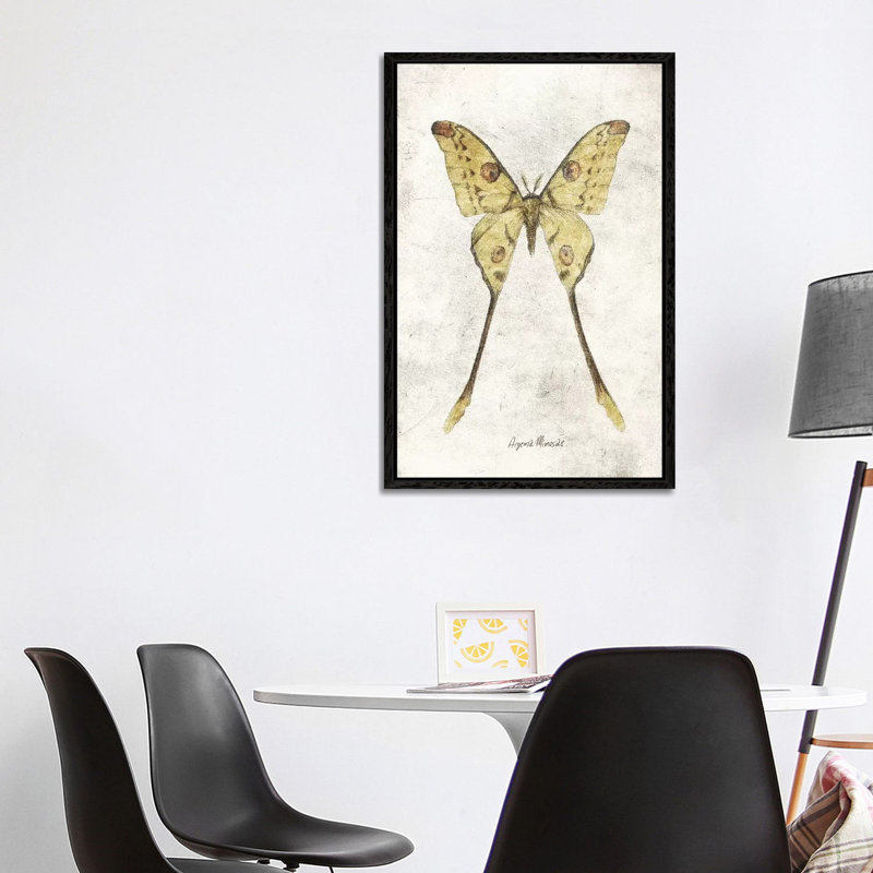 Argema Mimosae 1 Piece Wall Art on Canvas, 101.6cm H x 66.04cm W x 3.81cm D, Black Framed