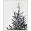 «Disco Christmas Tree I» par Victoria Barnes, reproduction d'art sur toile encadrée-101330642