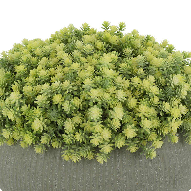 Sedum Arrangement in Fiberstone Pot, 10" H x 15" W x 15" D