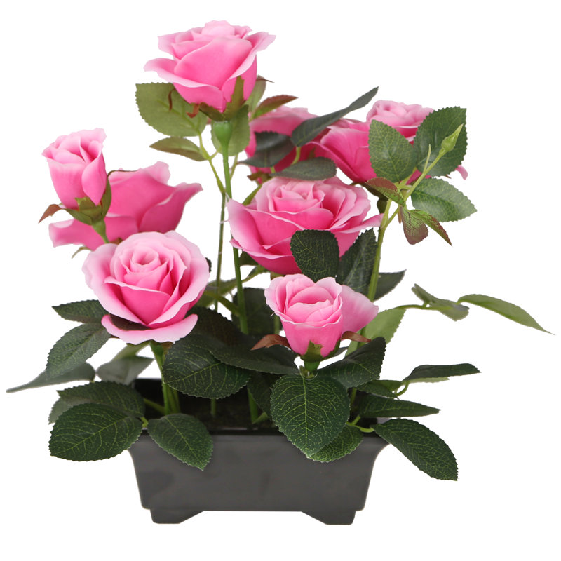 Fleurs roses en pot 10 po, Rose
