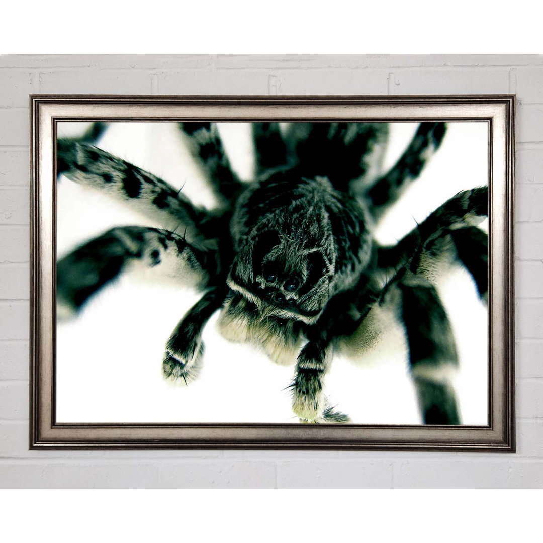 Derik Spider Stare Gerahmter Druck Wandkunst