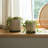 Lorice Stoneware and Ceramic Saucer Planters - Durable, Stylish Design - Set of 2-1646729356-1681686426-1681686423