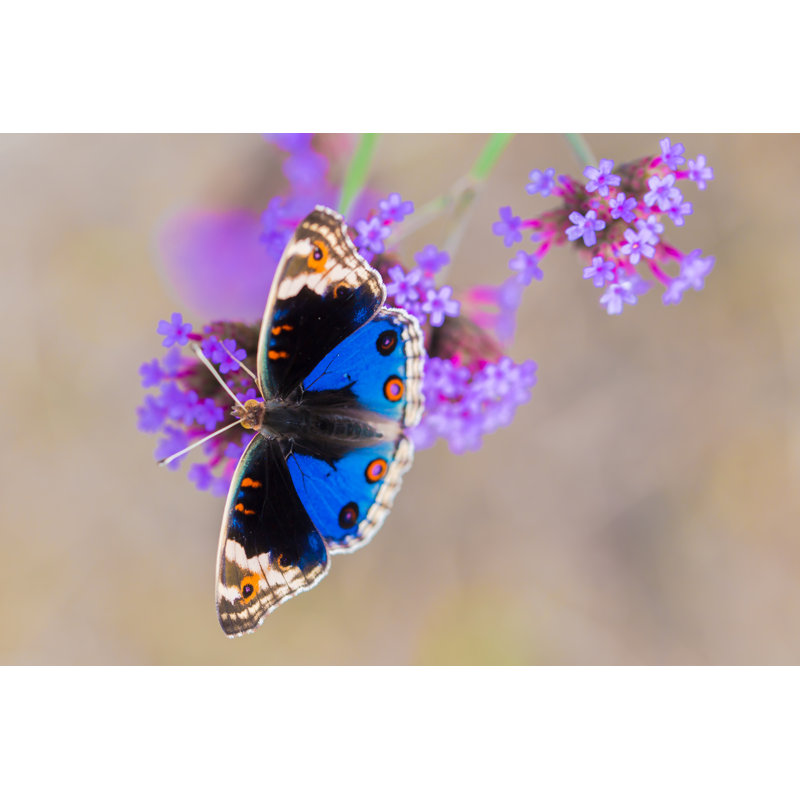 Butterfly - Wrapped Canvas Print, 20cm H x 30cm W x 3.8cm D