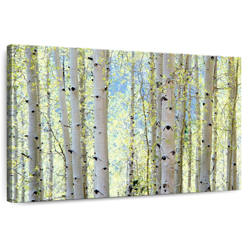 Harnek Aspens, H 16 po x l 24 po