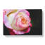 Pink Tipped Rose - Wrapped Canvas-56630720