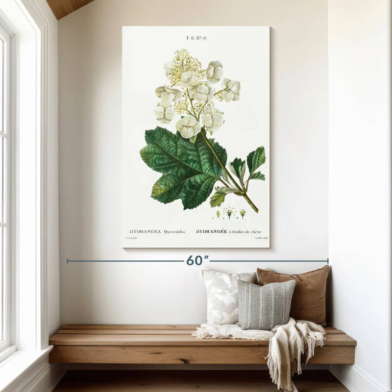 Hortensia à feuilles de chêne Keiri, H 51 po x l 34 po