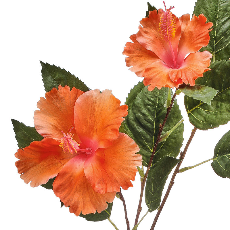 Double hibiscus et bourgeon 29 po , Orange