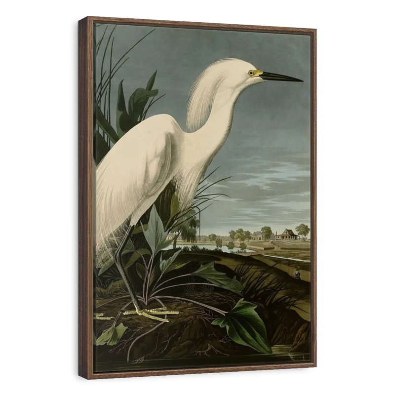 Héron enneigé ou aigrette blanche, Floating Frame Walnut, 27" x 40"