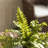 Analea Nephro Realistic Faux Boston Fern Drop-Ins, Set of 3