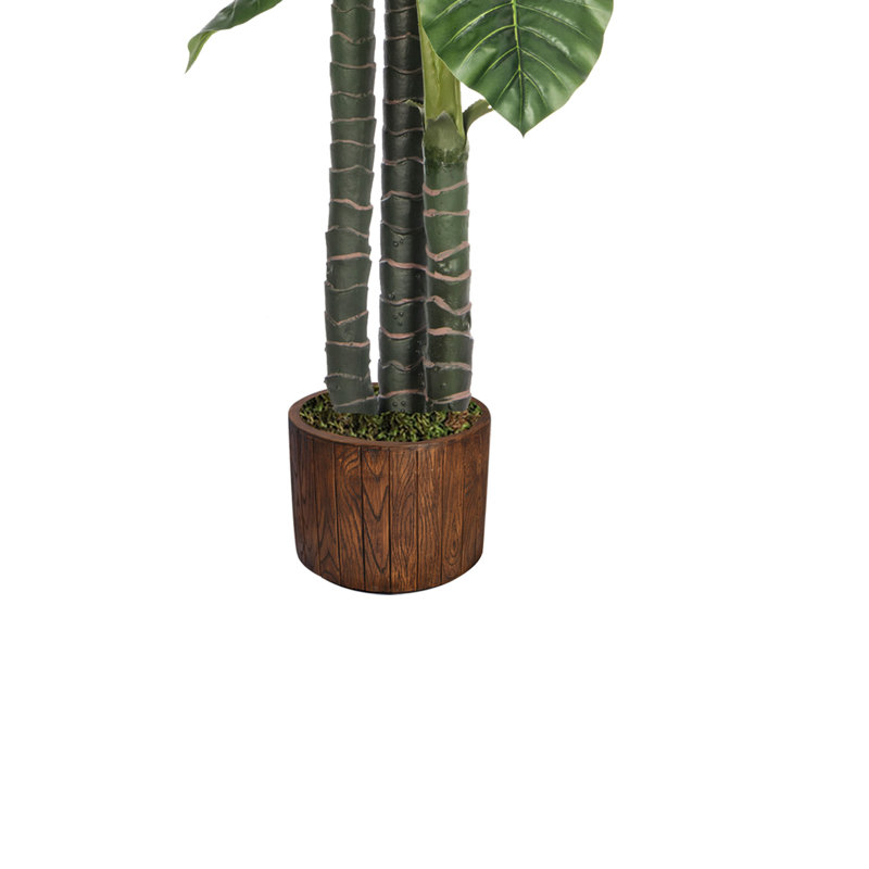 Arbre d'oreille intérieur / extérieur Panama