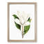 White Southern Magnolia Flower by Pierre-Joseph Redoute - Picture Frame Art Prints-55612679-55612680