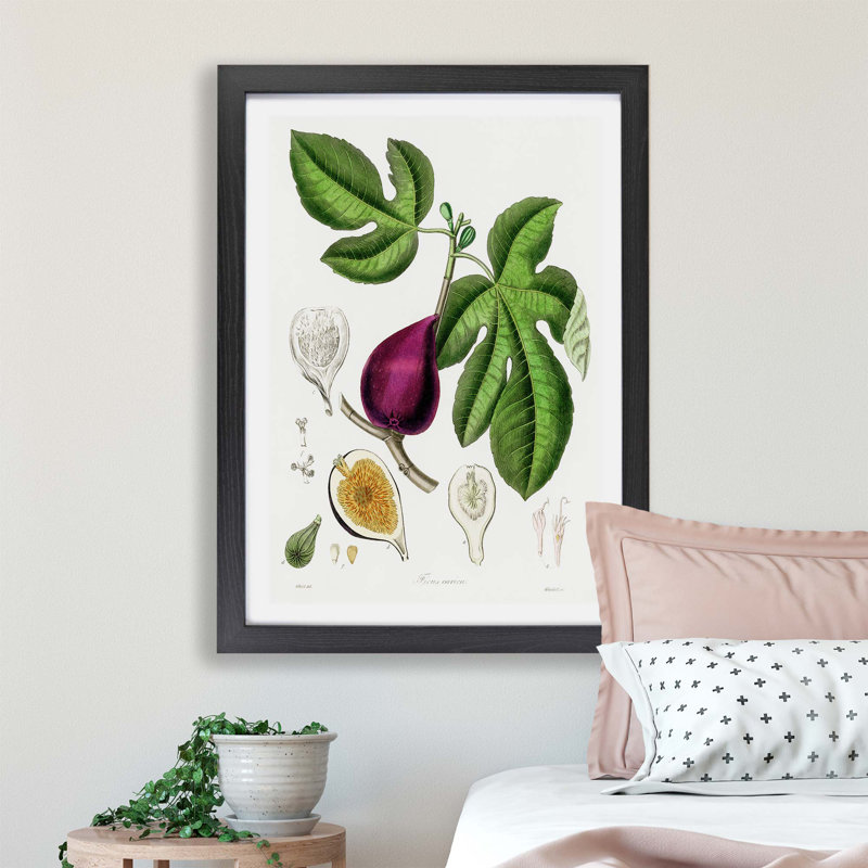 Fig Tree Illustration - Framed Print, Black, 45cm H x 63cm W x 2cm D