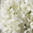 Hydrangea Arrangement in Vase